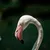 Profile picture for user Carlos Alberto Sandoval Castro